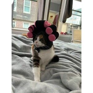 Curlers on a hat for your cat costume for the animals